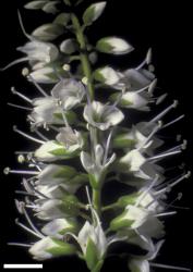 Veronica adamsii. Inflorescence. Scale = 10 mm.
 Image: W.M. Malcolm © Te Papa CC-BY-NC 3.0 NZ